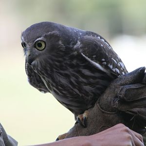 Barking owl
