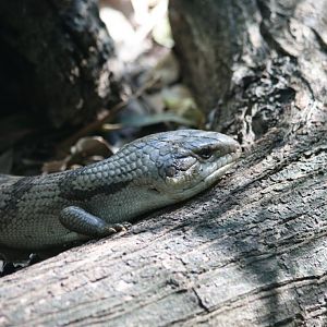 Eastern Bluetongue Lizard