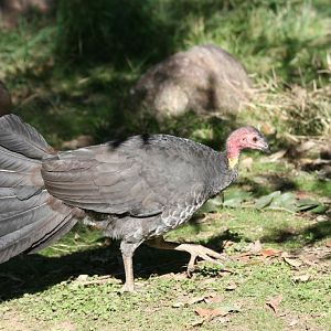 Scrub Turkey
