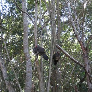 Scrub turkeys roosting