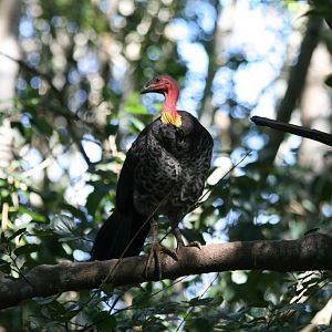 Scrub Turkey