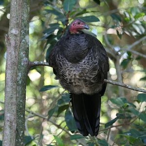 Scrub Turkey