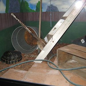 Carpet Python exhibit