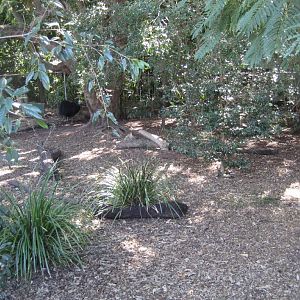 Cassowary enclosure, with cassowary