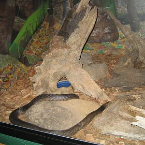 Eastern Brown Snake tank