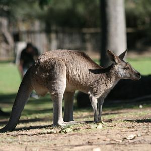 Eastern Grey Kangaroo