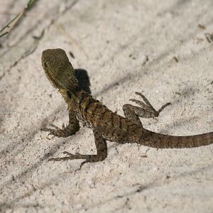 Eastern Water Dragon hatchling, free-ranging