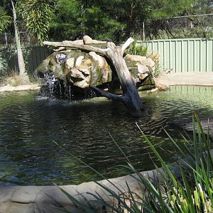 Freshwater Crocodile enclosure
