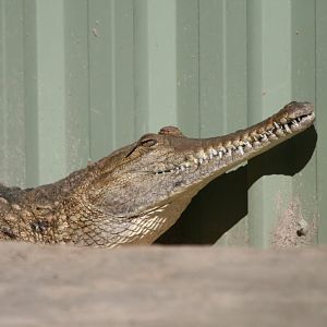Freshwater Crocodile