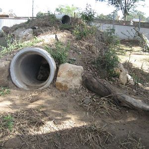 Hairy-nosed Wombat enclosure