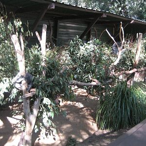 Koala enclosure
