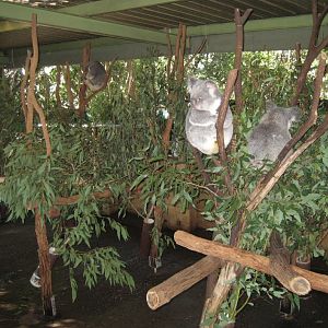 Koala enclosure
