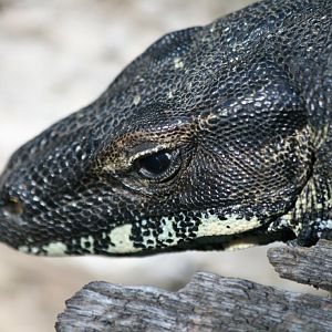Lace Monitor