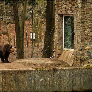 Brownbear and wolf enclosure at Eberswalde