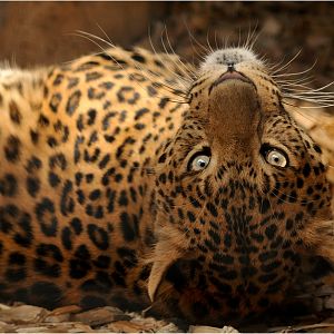 Chinese leopard at Eberswalde