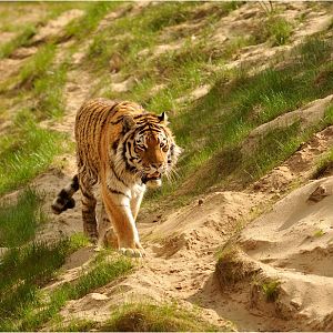 Sibirian Tiger at Eberswalde