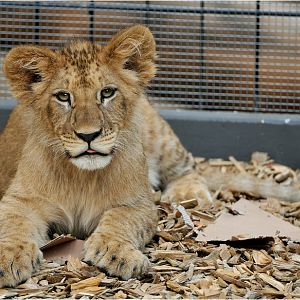 Barbary lion at Neuwied