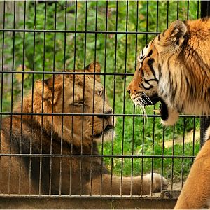 Barbary lion and sibirian tiger at Neuwied