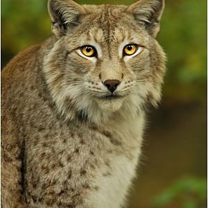 Lynx at Kunsterspring