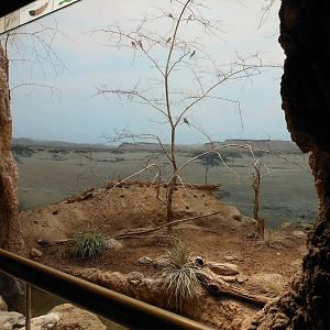Bronx Zoo- Bee-eater Exhibit @ World of Birds