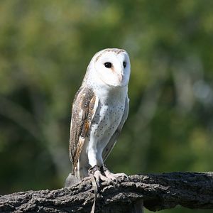Barn Owl