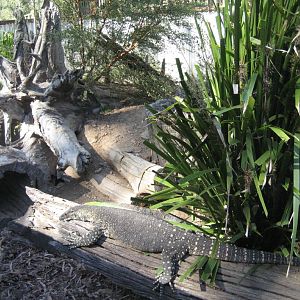 Lace Monitor Enclosure