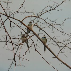 Bronx Zoo- White-throated Bee-eaters @ World of Birds