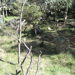 Pademelon enclosure