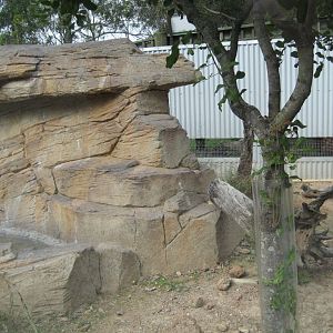 Perentie enclosure