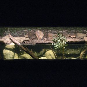 Platypus Tank