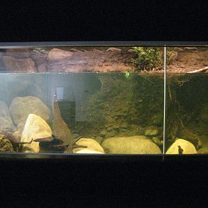Platypus Tank