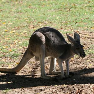 Red Kangaroo female