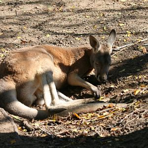 Red Kangaroo male