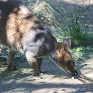 Red-legged Pademelon