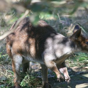Red-legged Pademelon