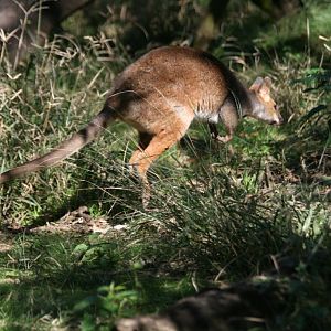 Red-legged Pademelon