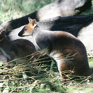 Red-legged Pademelon