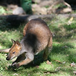 Red-legged Pademelon