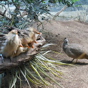 Bronx Zoo- Cuckoo Exhibit @ World of Birds