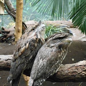 Bronx Zoo- Tawny Frogmouth Pair @ World of Birds