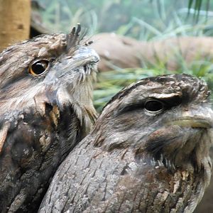 Bronx Zoo- Tawny Frogmouth Close-up @ World of Birds