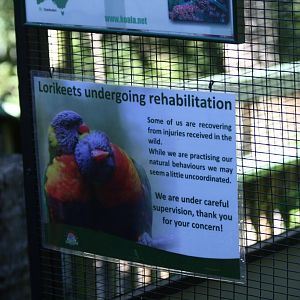 Rainbow Lorikeet graphic