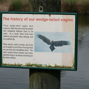 Wedgetail Eagle graphic