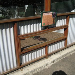 Tasmanian Devil enclosure