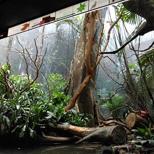 Bronx Zoo- Helmeted Currasow Exhibit @ World of Birds