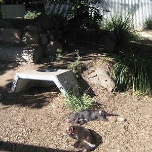 Tasmanian Devil enclosure