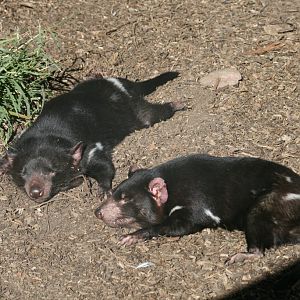 Tasmanian Devils