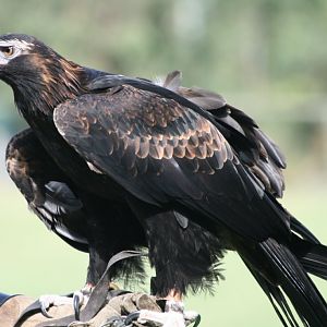 Wedgetail Eagle