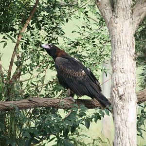 Wedgetail Eagle on island
