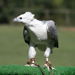 White-bellied Sea Eagle